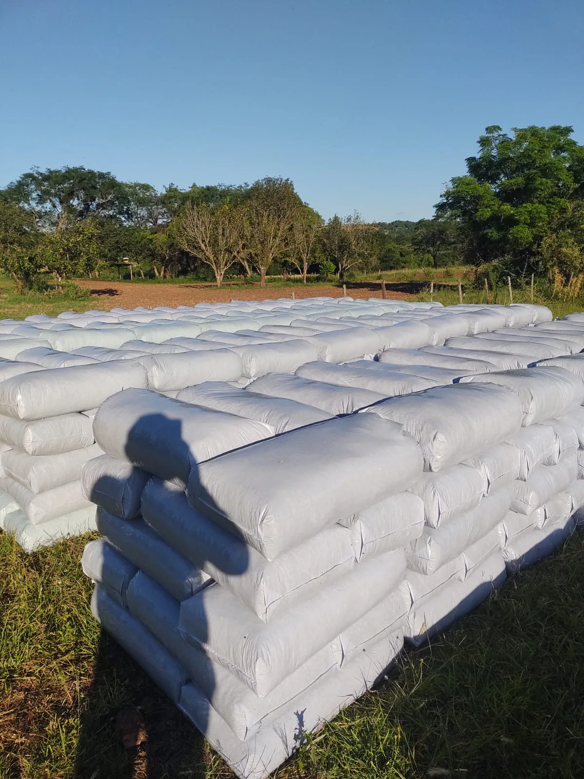 Sacos brancos de silagem organizados na propriedade rural